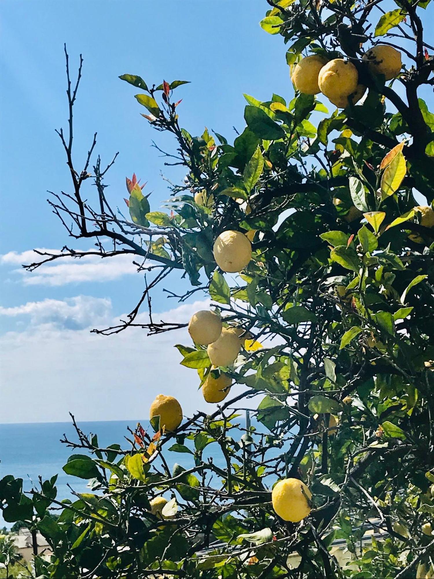 Cav Gli Ulivi Di Bogliasco Vila Exterior foto